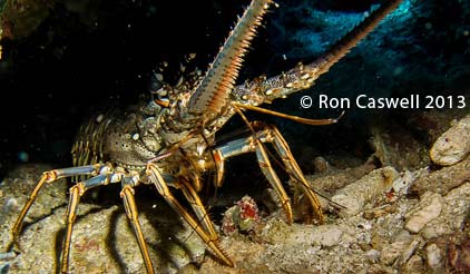 roatan-lobster