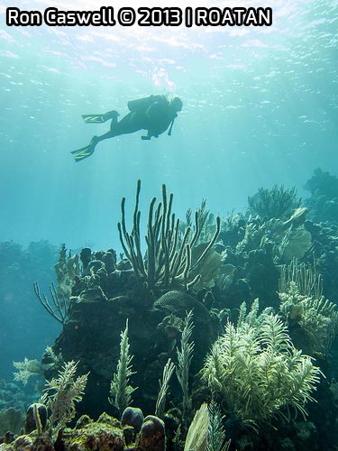 Diver Below by Ron Caswell