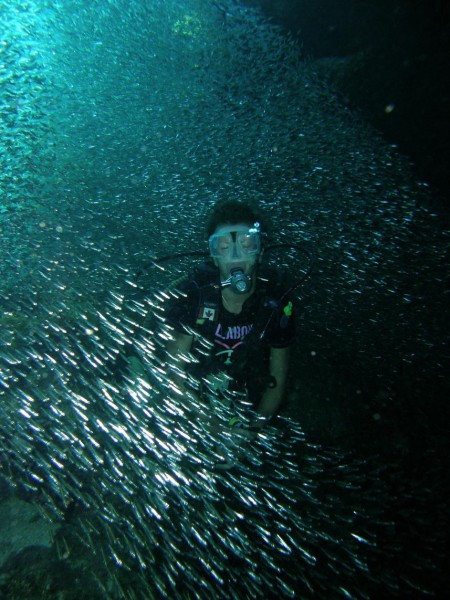 Diver and Silversides