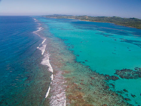 roatan reef reef gliders