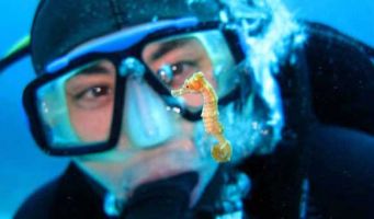 Diver-seahorse
