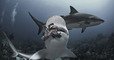 Shark-eating-lionfish