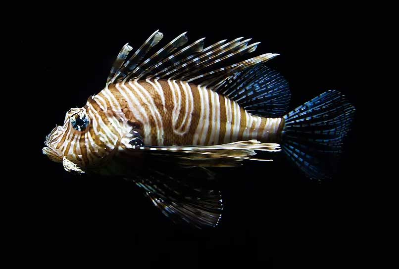 lionfish roatan