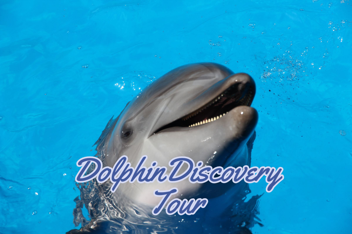 dolphin discovery tour roatan